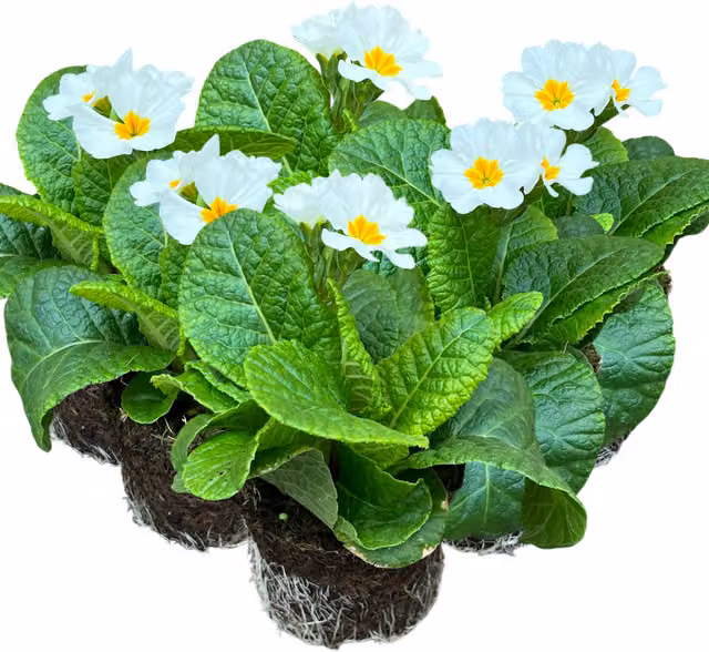 Plants by Post White Primula Bedding Plants, Pack of 6