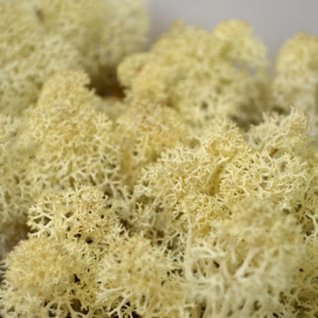 Natural Crafts White Coloured Reindeer Moss