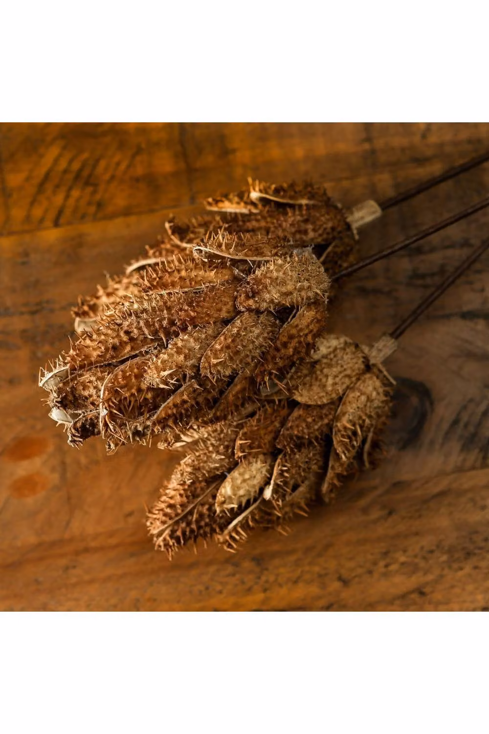 KDMD Dried Protea Bouquet in Brown for Modern Autumnal Floral Arrangements – 2