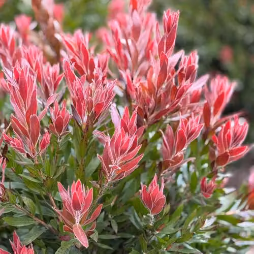 YouGarden Callistemon Red Rocket Ornamental Shrub, Summer Flowering Bottlebrush, 17cm Pot – 1