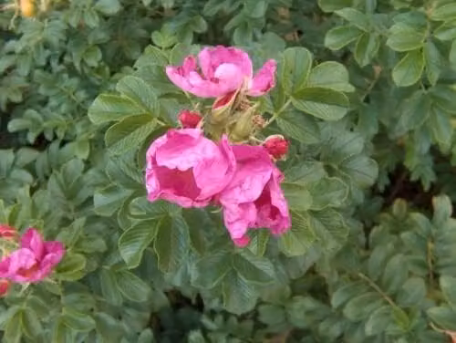 F&G Supplies Rosa Rugosa Hedging Rose Bare Root Tree Whips, 10 Pack, 30-60 cm – 2