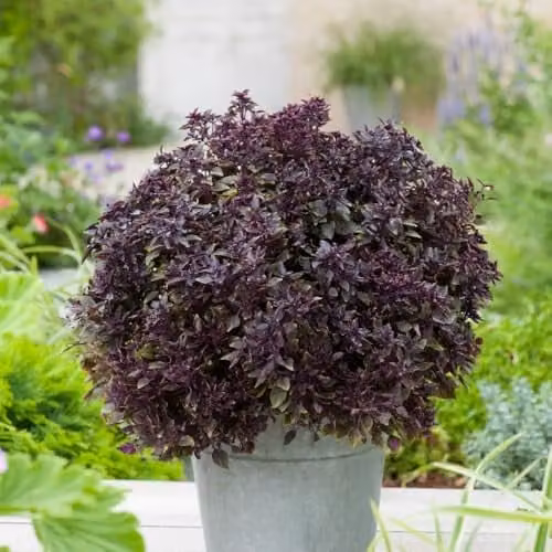 Thompson & Morgan Basil Purple Ball Ornamental Culinary Herb Seeds, 15 Seeds