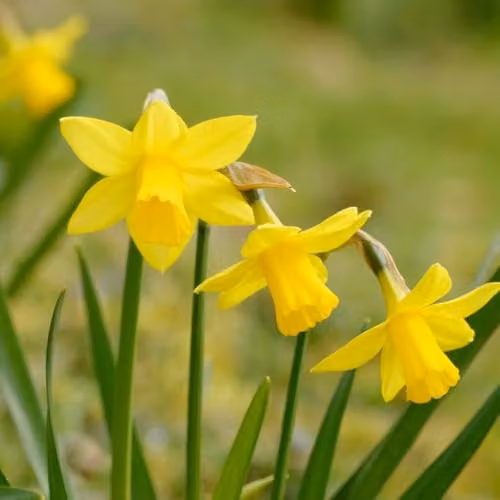 YouGarden Yellow Narcissus Miniature Bulbs, Pack of 35 Bulbs for Autumn Planting – 2