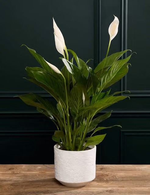 M&S Flower Market Peace Lily in a White and Green Ceramic Pot