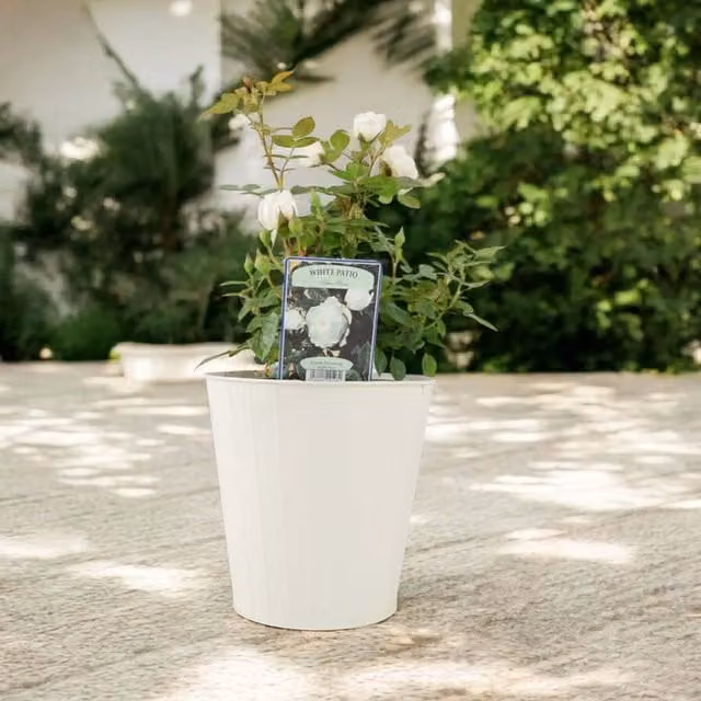 Plants by Post White Ornamental Shrub Rose in 4L Pot