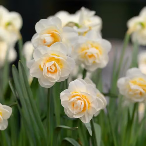 YouGarden Narcissus Bridal Crown Fragrant White Double Daffodil Bulbs, 30 Bulbs