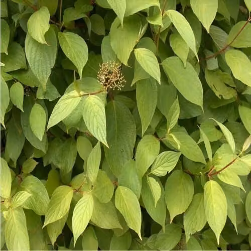 F&G Supplies Native Dogwood Cornus Sanguinea Bare Root Hedging Plants Tree Whips for Wildlife and Winter Colour – 3