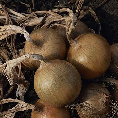 Thompson and Morgan Bedfordshire Champion Onion Seeds, 250 Seeds
