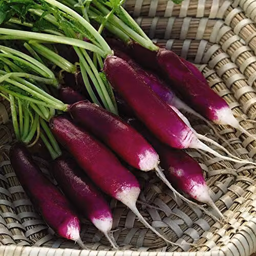 Thompson and Morgan Radish Felicia Raphanus Sativus Purple Vegetable Seeds, 400 Seeds