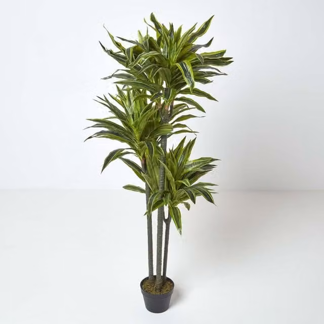 Homescapes Artificial Dracaena Reflexa Tree in Black Pot, Height: 150 cm, Green