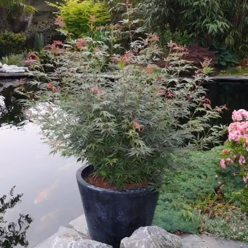 Thompson and Morgan Acer Palmatum Jerre Schwartz Hardy Japanese Maple with Red Spring and Green Summer Foliage, 6.5 Litre Pot – 1