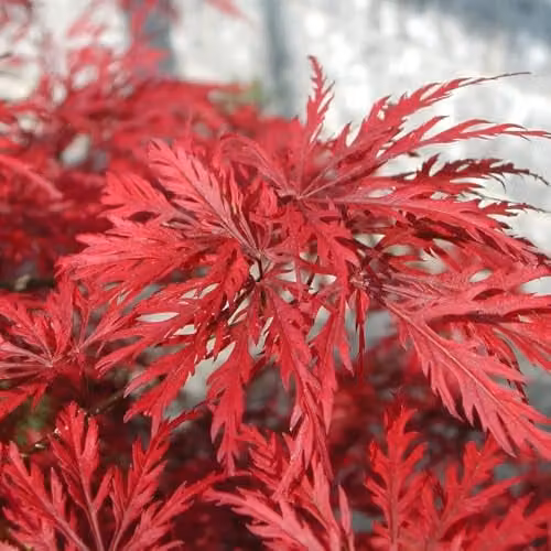 Thompson and Morgan Acer palmatum Emerald Lace Japanese Maple Ornamental Tree with Green and Red Foliage, 3 Litre – 1