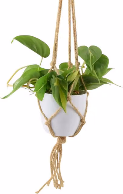 Plants by Post Philodendron Brasil Trailing Indoor Houseplant with Green and Gold Variegated Foliage in a 12cm Pot