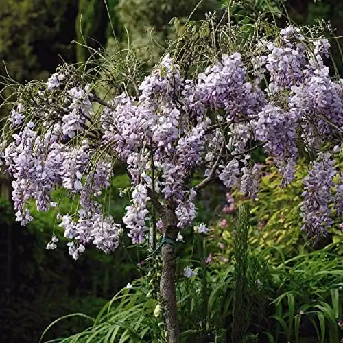Thompson and Morgan Wisteria sinensis Hardy Scented Climbing Shrub Tree, Purple, 2 Litre Potted Plant – 1