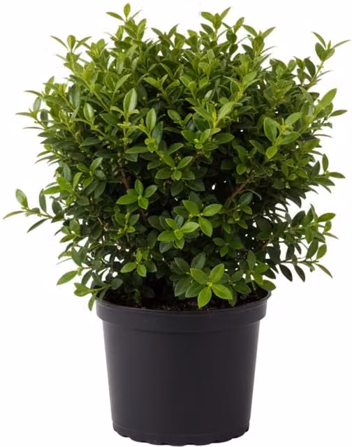 Plants by Post Green Euonymus Hedging Shrub