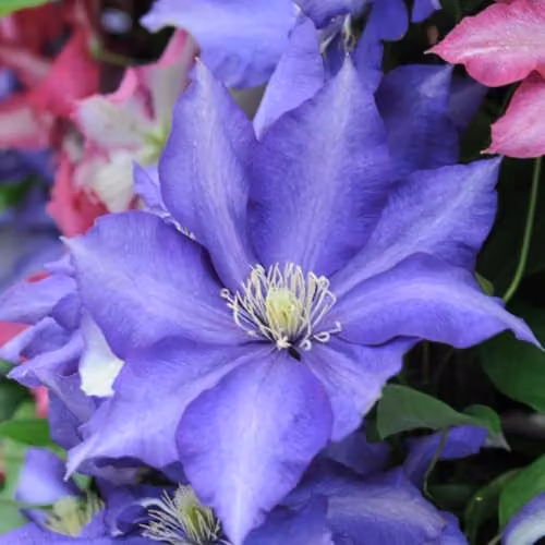 Thompson & Morgan Clematis Daniel Deronda Climbing Shrub with Violet Semi-Double Blooms, 3 Litre Potted Plant