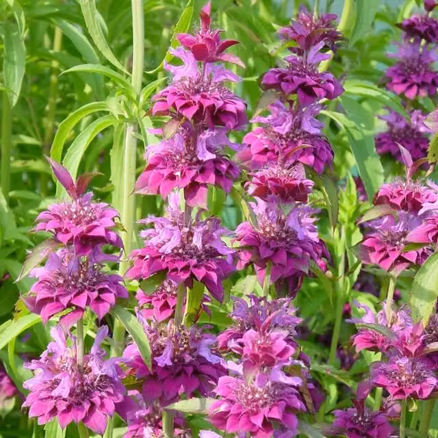 Marshalls Garden Purple Ornamental Flower Seeds, Pack of 30