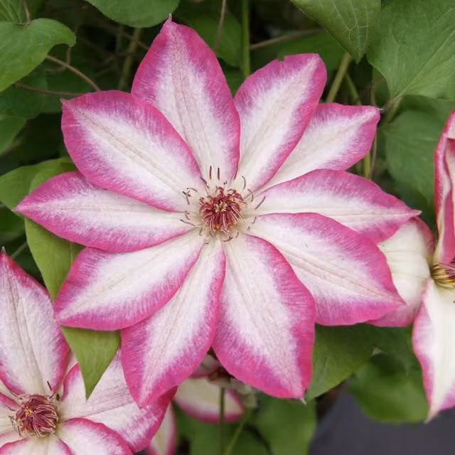 Plants By Post Clematis Picotee Perennial Climber with White, Purple, Pink and Green Flowers