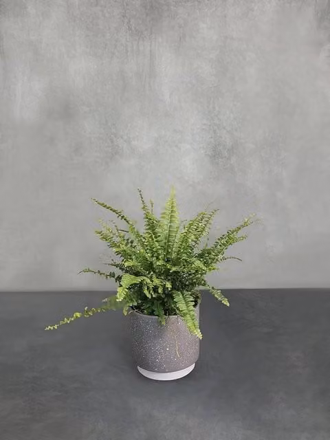 All Occasions Real Indoor Houseplant with Green Foliage and Grey Ceramic Pot