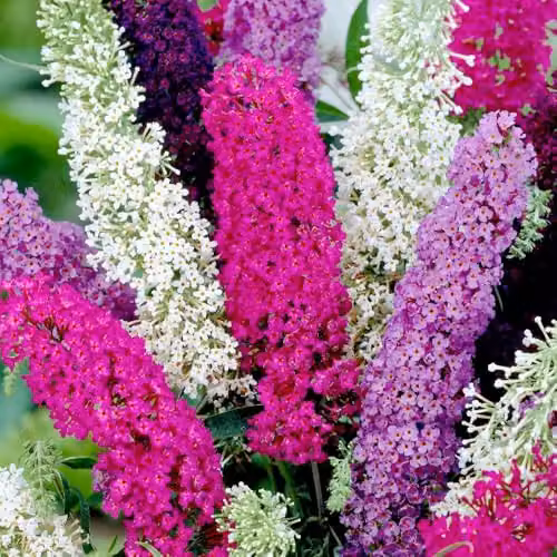 Thompson & Morgan Mixed Butterfly Bush Buddleja davidii Multicolour Flower Seeds, 50 Seeds