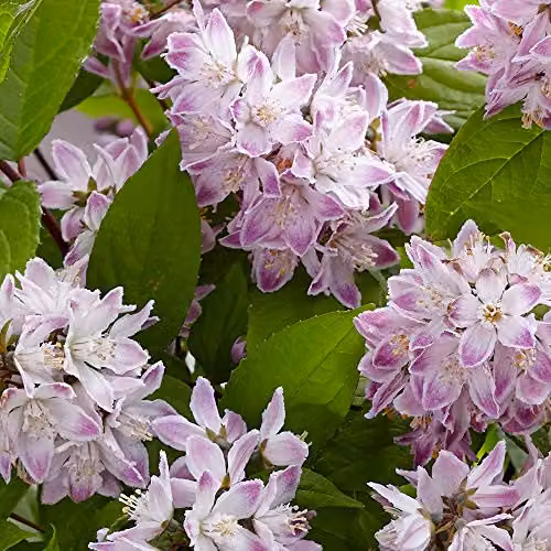 Thompson and Morgan Deutzia Raspberry Sundae Potted Plant, 9cm – 1