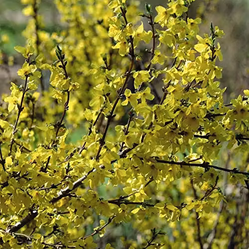Thompson and Morgan Forsythia Intermedia Goldrausch Hardy Yellow Ornamental Shrub in 9cm Pot