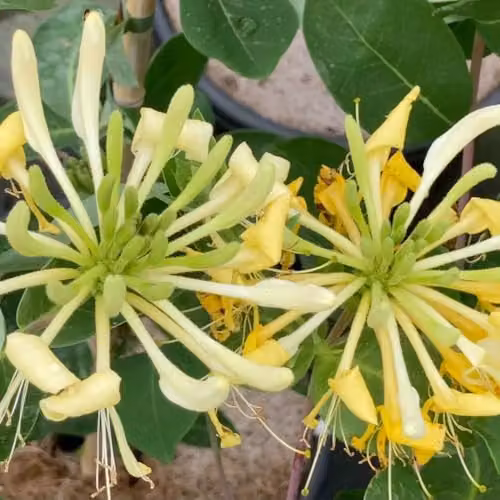 Thompson & Morgan Lonicera periclymenum Sweet Sue Fragrant Honeysuckle Climber, Yellow, 3 Litre Pot
