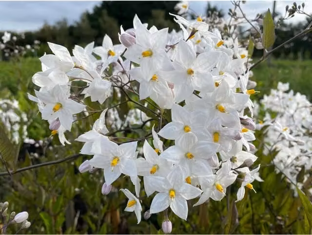 Direct Plants Solanum Jasminoides Alba White Climbing Plant in a 9cm Pot