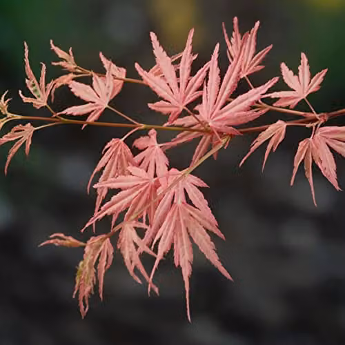 Thompson and Morgan Acer Japanese Jewel palmatum Taylor Deciduous Ornamental Tree, 2 x 3 Litre Potted Plants – 1