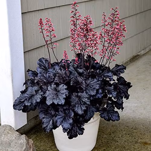 Thompson & Morgan Heuchera Timeless Night Hardy Perennial Plants with Black Foliage and Pink Blooms, 2 x 2-Litre Pots – 2