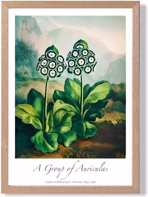 ARTZE Auricula Flowers Vintage Floral Framed Print with Oak Frame in Green