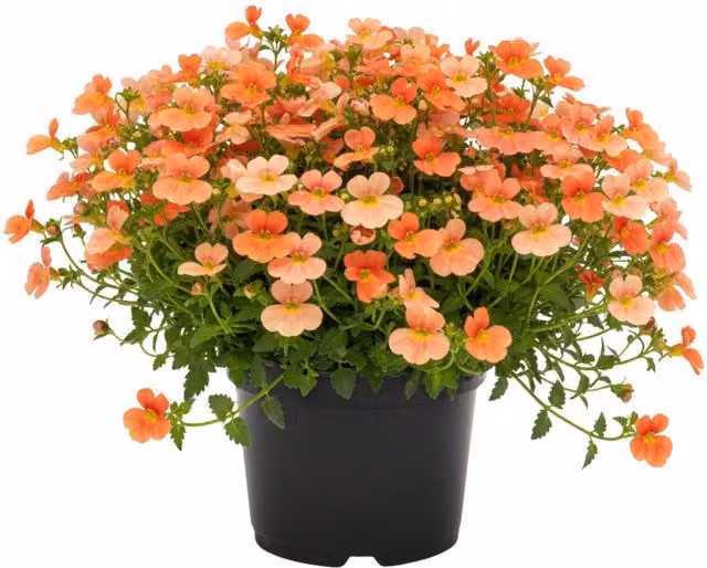 Plants By Post Diascia Trinity Sunset Orange Bedding Plants, Pack of 6