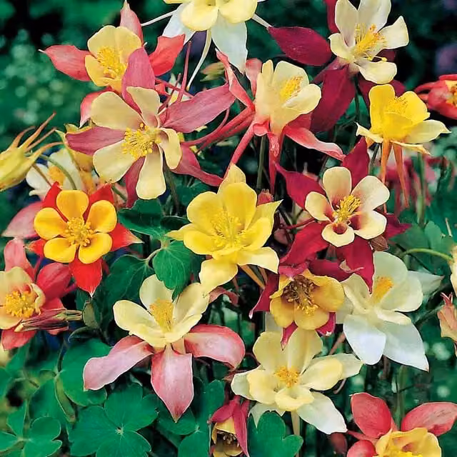 Unwins McKana Long Spurred Aquilegia Mixed Colour Flower Seeds