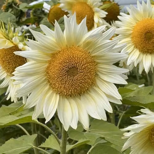 Thompson & Morgan Sunflower Pro Cut White Lite F1 Seeds, Pollen-Free Blonde Blooms, 1x Seed Packet