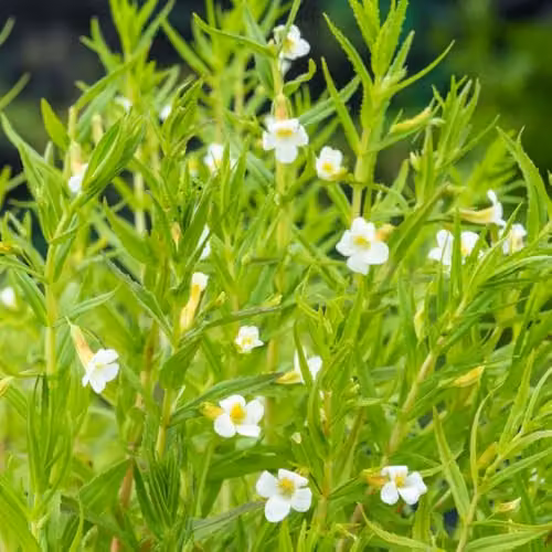 Thompson and Morgan Gratiola officinalis Summer Snowflake Marginal Aquatic Plant with White Blooms, 3 x 9cm Pots