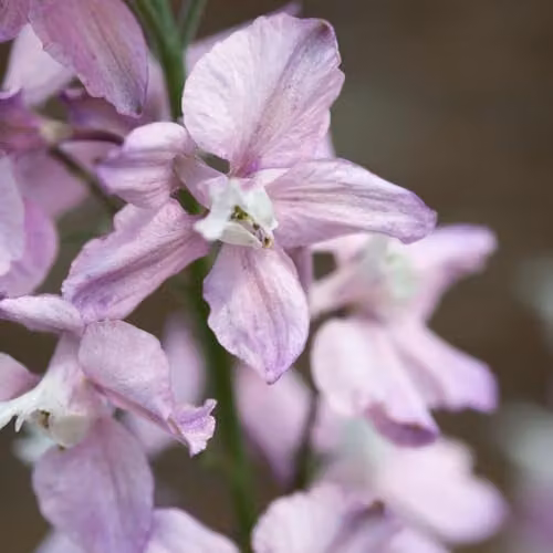 Thompson & Morgan Delphinium Consolida Fancy Belladonna Hardy Annual Larkspur Seeds, 100 Seeds, Purple and White
