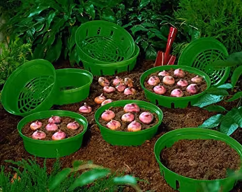Thompson and Morgan Set of 3 Green Plastic Bulb Planting Baskets for Crocus, Snowdrops, Tulips and Daffodils