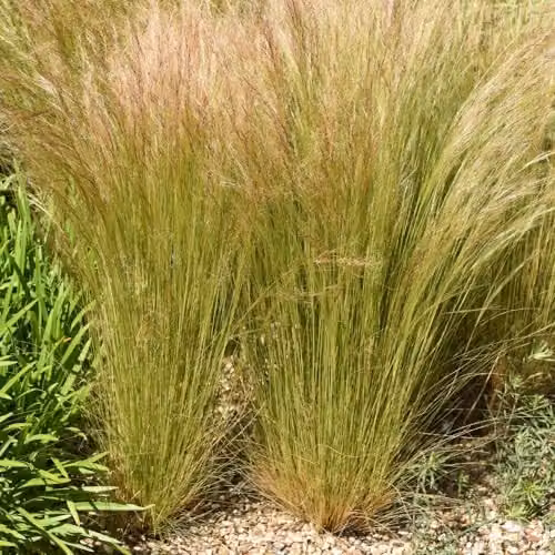 Thompson & Morgan Stipa Tenuissima Mexican Feather Grass, 2 x 2 Litre Potted Perennial Ornamental Plants with Silvery Flowerheads