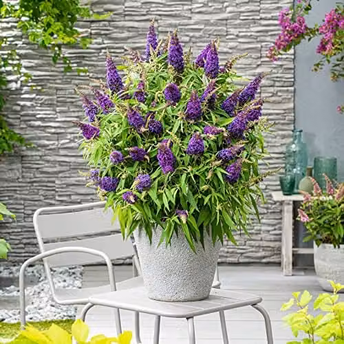 Thompson and Morgan Buddleja davidii Dwarf Compact Butterfly Candy Little Purple Hardy Shrub, 9cm Potted Plant