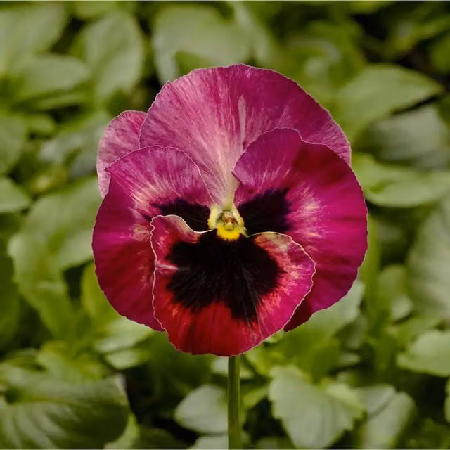 Plants by Post Pansy Rose Fire 12 Garden-Ready Bedding Plants in Red and Purple