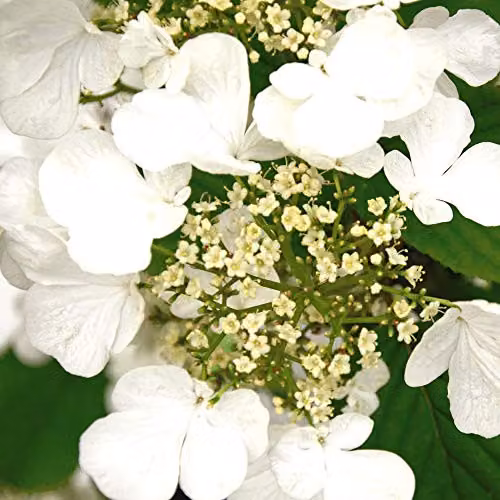 Thompson and Morgan Viburnum Plicatum Kilimanjaro Japanese Snowball Plant with White Blooms, 3 Litre Pot – 2