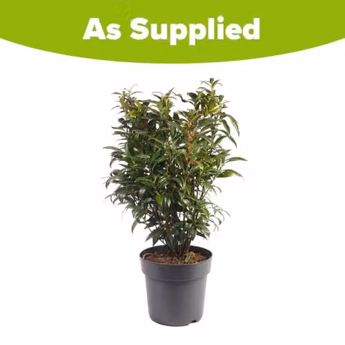 YouGarden Sarcococca Hookeriana Winter Gem Evergreen Winter Flowering Ornamental Shrub in 4.6L Pot – 6