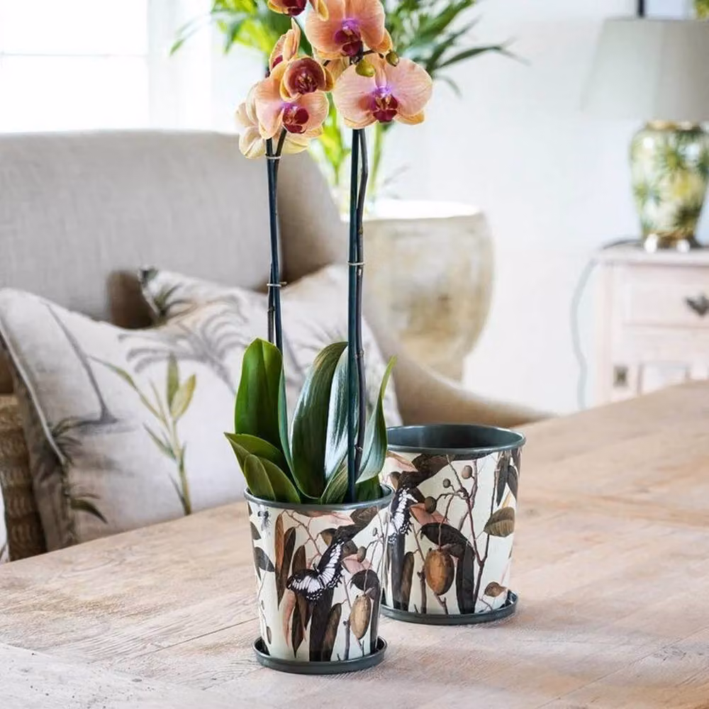 Lemon Pavilion Furniture and Decor Kew Botanical Retreat Planter with Saucer, Green, W: 14 cm, D: 14 cm, H: 16 cm – 4