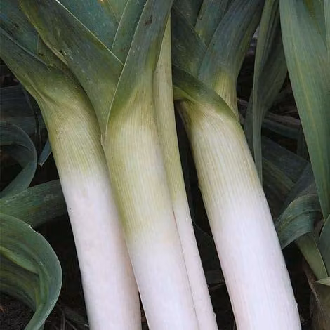 Thompson and Morgan Porbella Leek Seeds, 50 Seeds per Packet