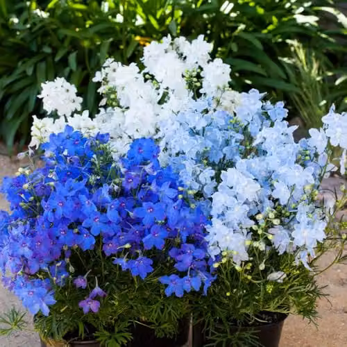 Thompson & Morgan Delphinium grandiflorum Hunky Dory Mix F1 Candle Larkspur Flower Seeds, Blue, Sky Blue and White, 10 Seeds