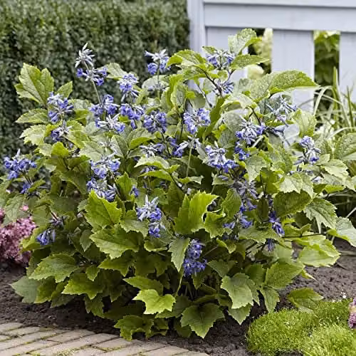 Thompson & Morgan Clematis New Love Blue Flowering Perennial Climber Plant in 3 x 9cm Pots – 2