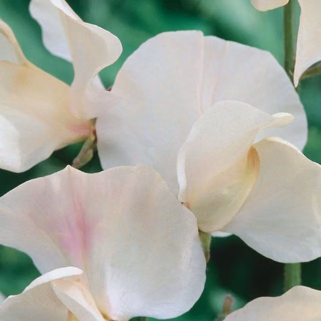 Unwins Juliet White Sweet Pea Flower Seeds