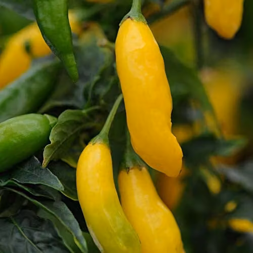Thompson and Morgan Hot Lemon Chilli Pepper Seeds, Capsicum baccatum, 10 Seeds per Packet