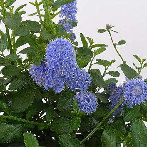Thompson and Morgan Ceanothus repens Californian Lilac Evergreen Hardy Ornamental Shrub with Powder Blue Flowers, 3.6 Litre Pot – 2