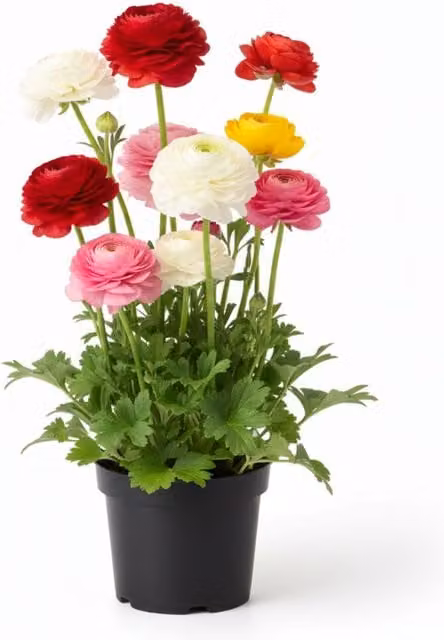 Plants by Post Ranunculus Colour Mix Potted Spring Ornamental Plants, 1L Pot